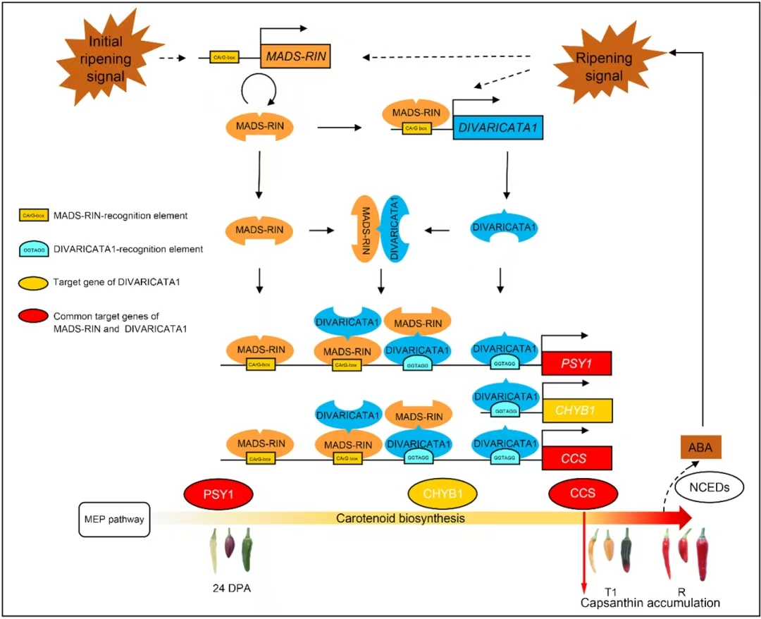 bv伟德国际体育官方网站