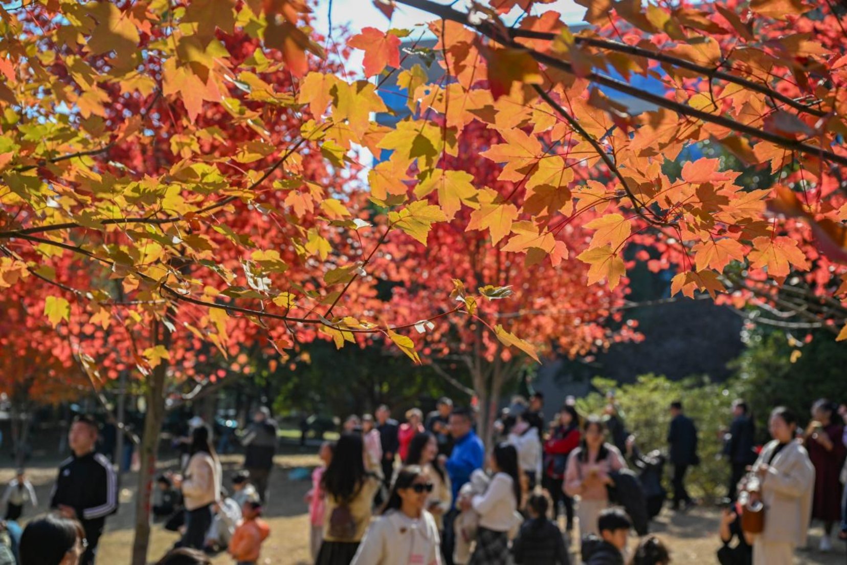 bv伟德国际体育官方网站